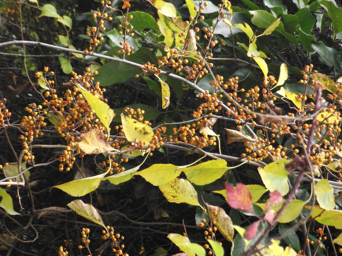 Spindleberry