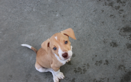 Boogie (ON HOLD) tile image