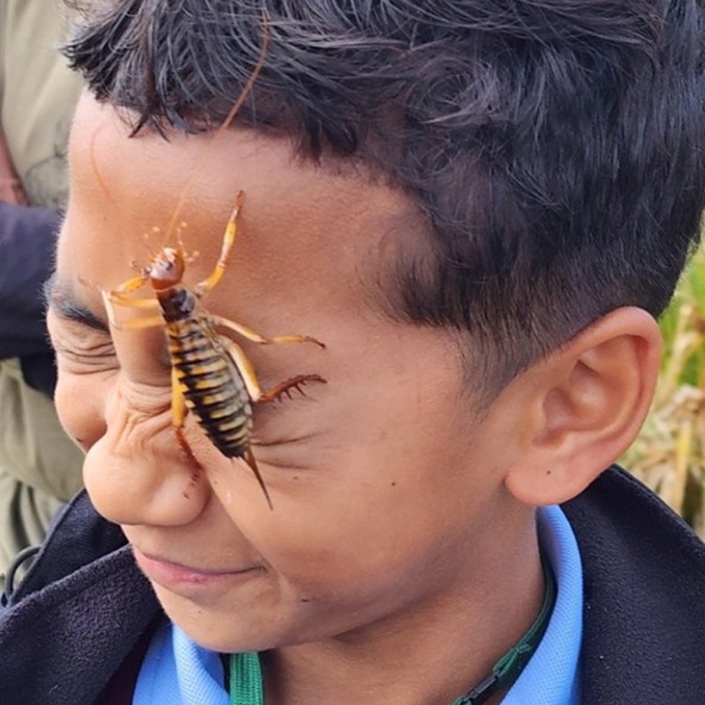 A Bug In A Kids Face