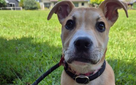 Thai (ADOPTED) tile image