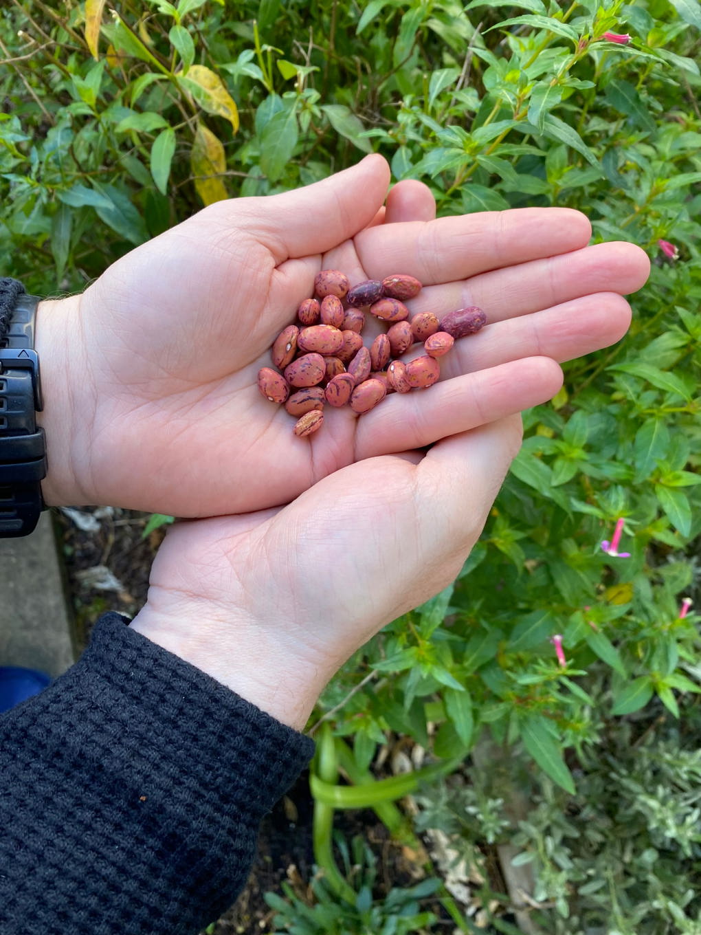Hands and seeds beans (2)_wjvkgrc3.jpg