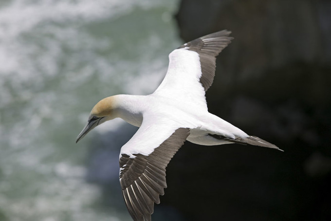 Gannet