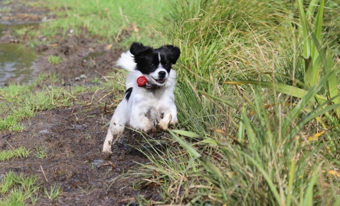 8. When Pat met Suzie - Suzie's first walk.jpg