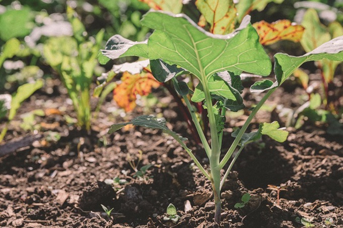 9 ways you can live lightly flowers