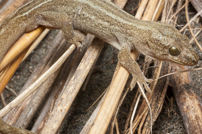 Korowai Gecko Image 1