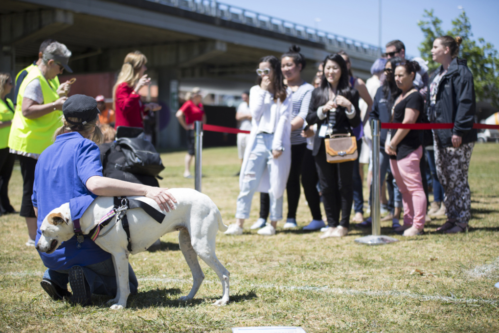 "Walkies" a resounding success (2)