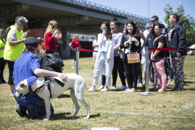 "Walkies" a resounding success (2)