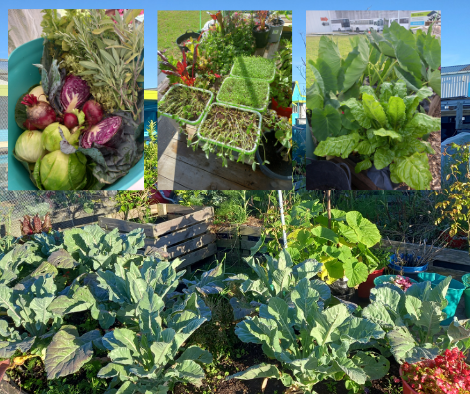 Community gardening.
