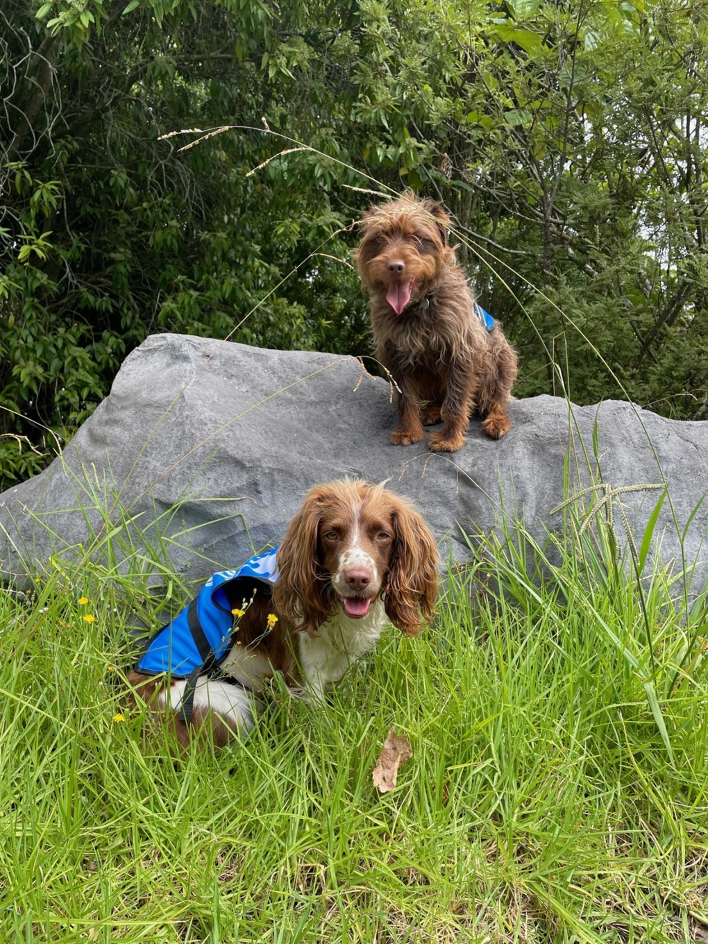 Mawhai Dogs Updated
