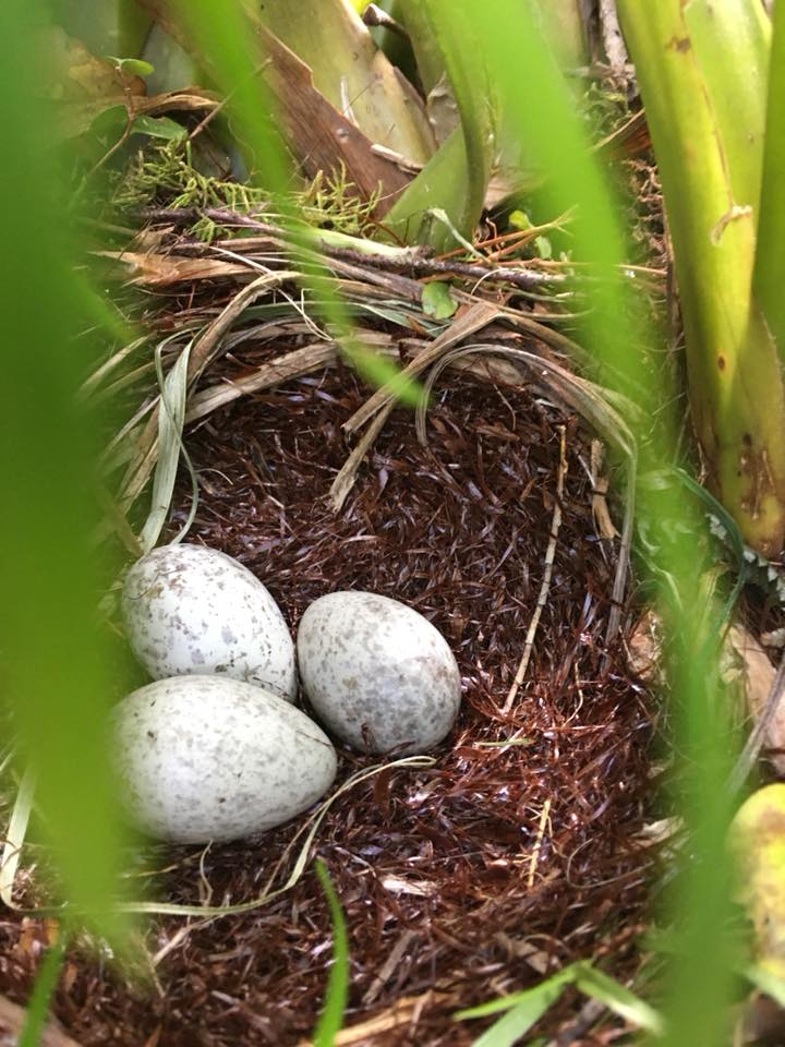 Kokako nest and eggs