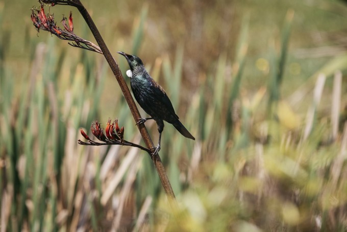 Tui Waitematā LB Conservation