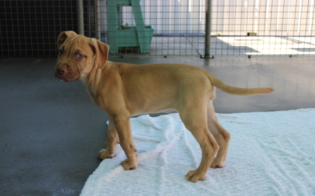 Yarrow (ON HOLD) tile image