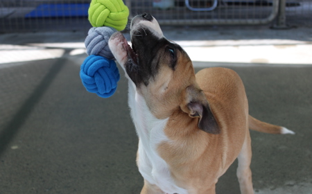 Racka (ADOPTED) tile image