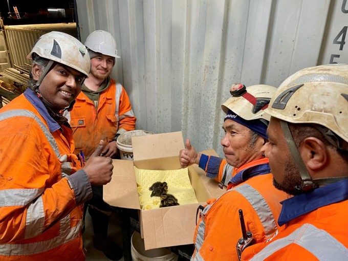 Piper Drive Crew Rescue Ducklings From A Three Metre Deep Manhole.