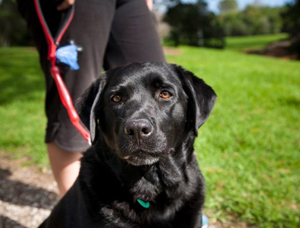 Council adopts changes to dog management
