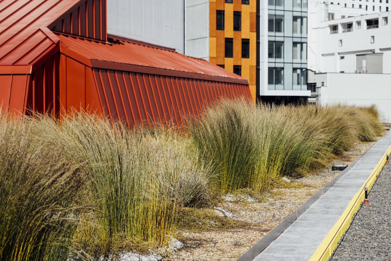 Shrub bushes on library roof.