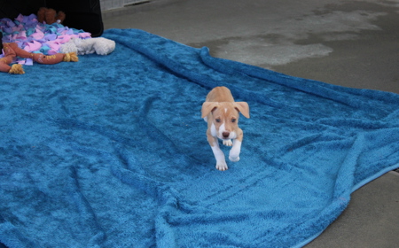 Boogie (ON HOLD) tile image