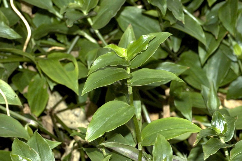 Tradescantia (2)