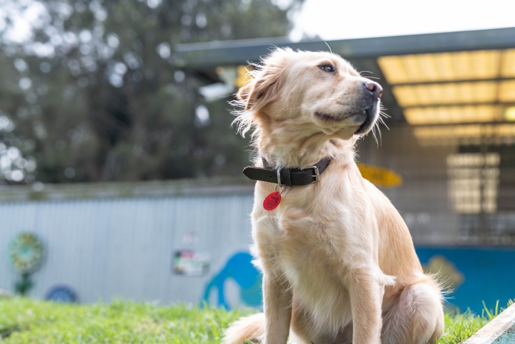 Dog With Red Tag (1)