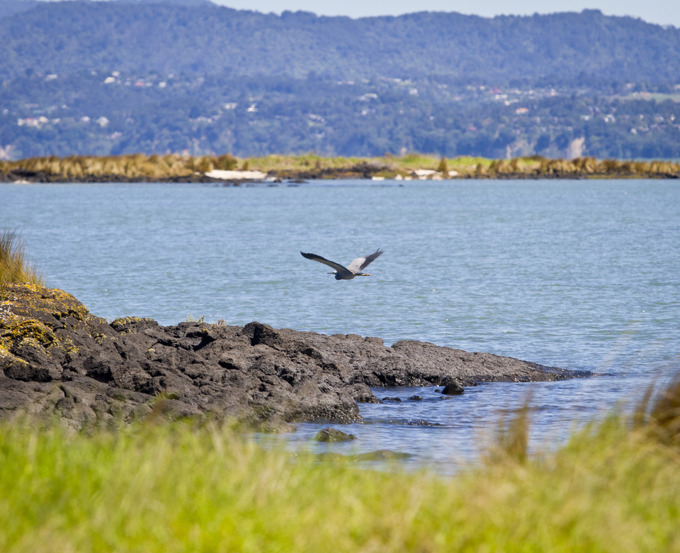 Manukau Harbour - Ambury Regional Park