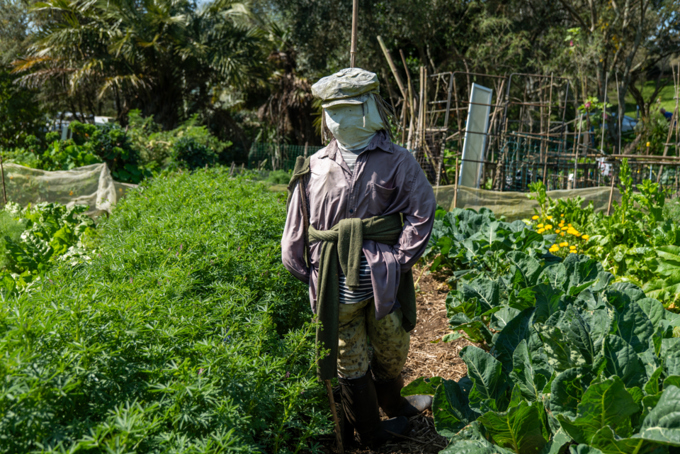 Albert Eden Sustainable Garden Trail 5