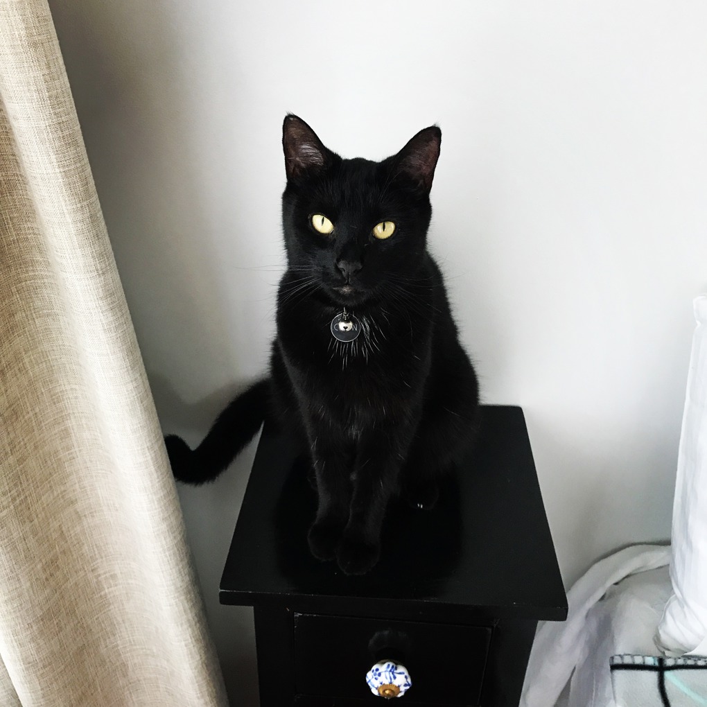 Auckland Council urges responsible cat ownership (1)