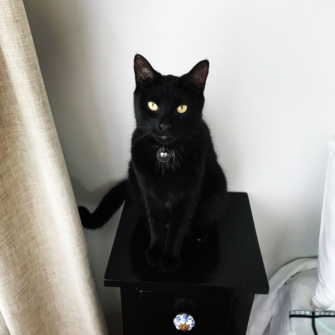 Auckland Council urges responsible cat ownership (1)