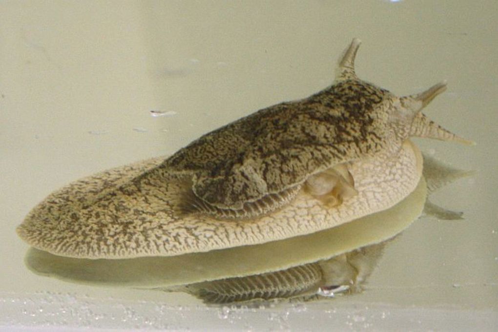 Toxic sea slug warning for Auckland beachgoers