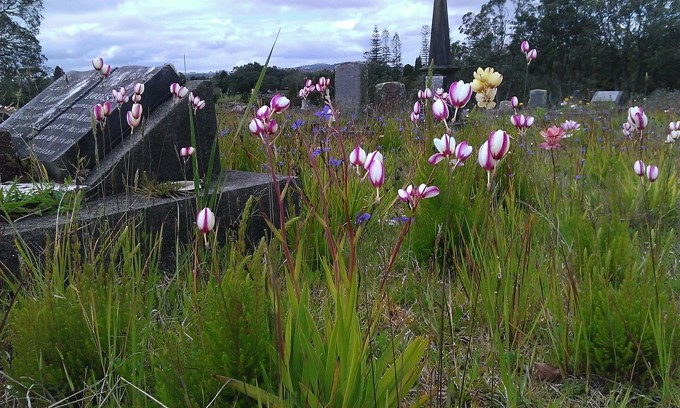 Waikumete Wildflowers (5)