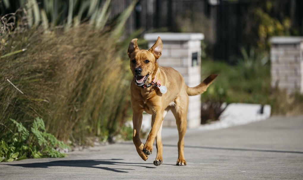 Roaming dog