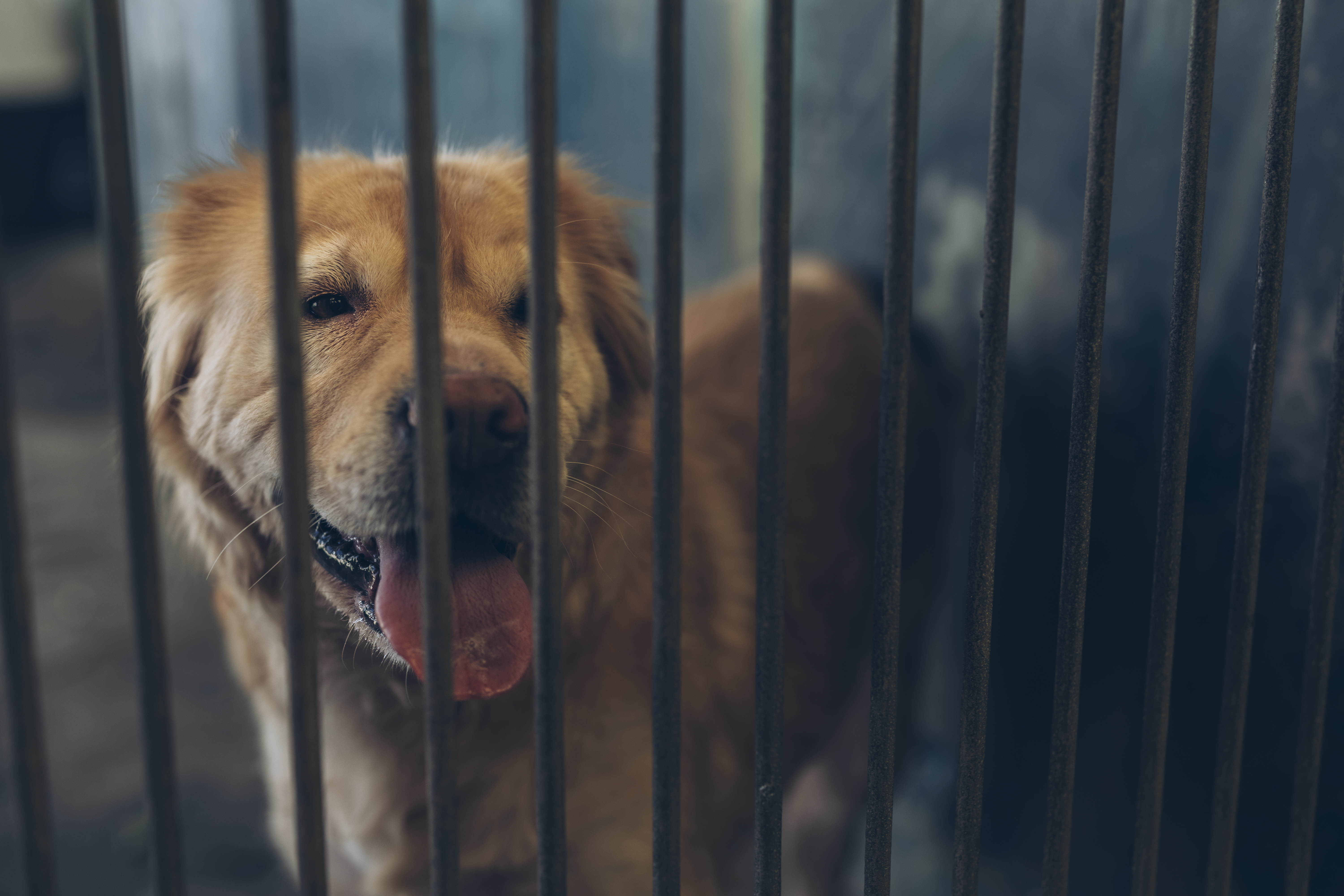 Roaming dog in a Auckland Council shelter.