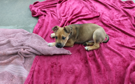 Spiderman tile image