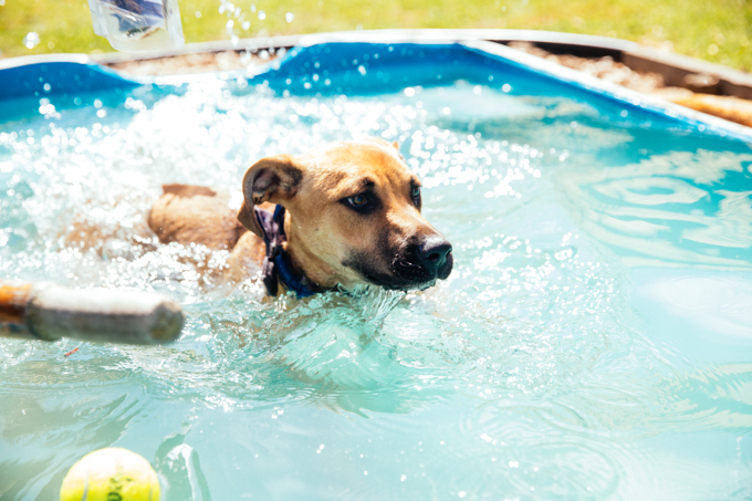 dog in pool