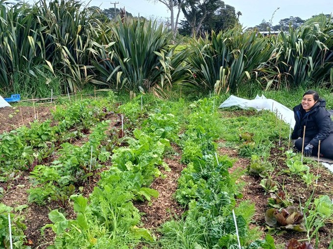 Local garden planted with greens. 