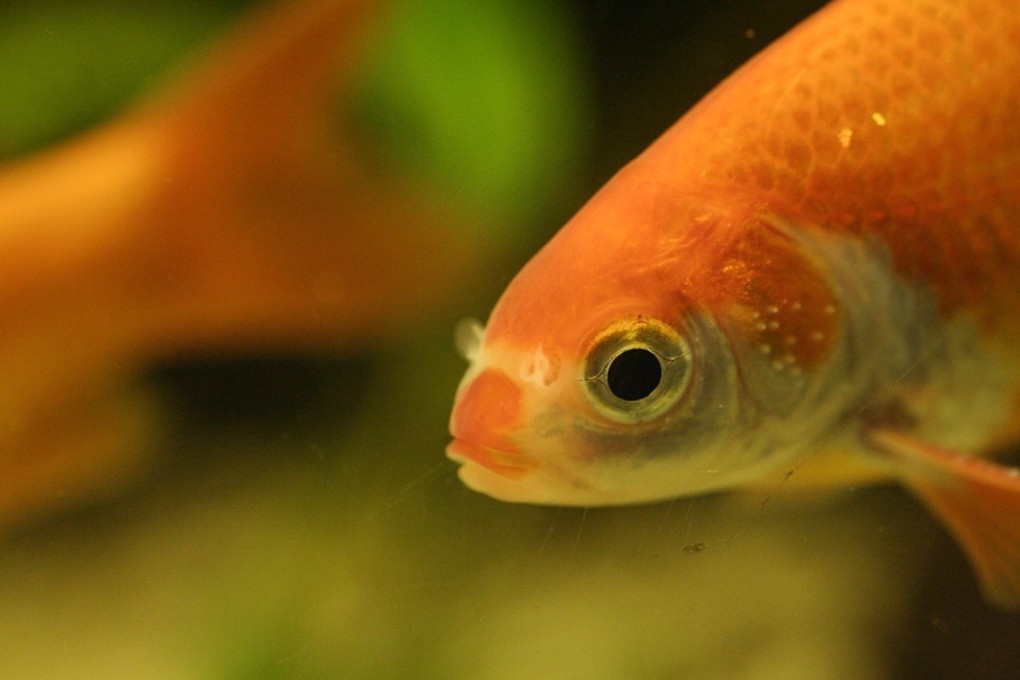 Goldfish