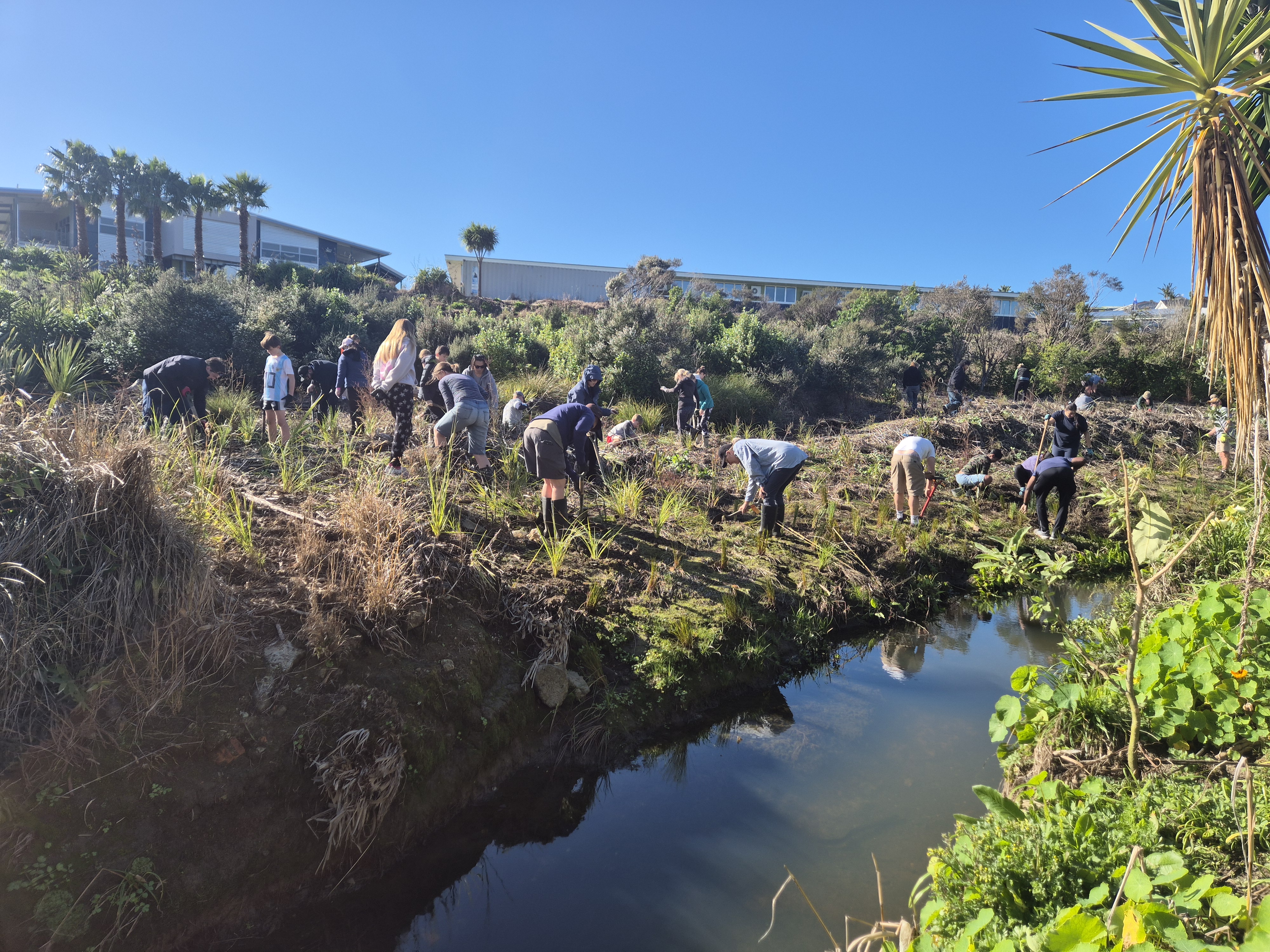 Volunteers weeding by a creek. 