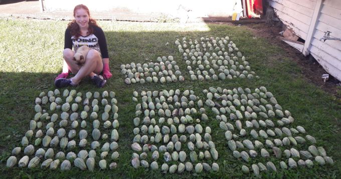 Moth Plant Pods Competition – this round goes to the humans_Briana O_Connor 443_FINAL.jpeg