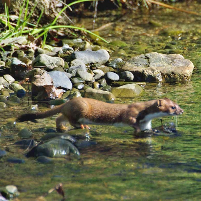 Stoat stand down (1)