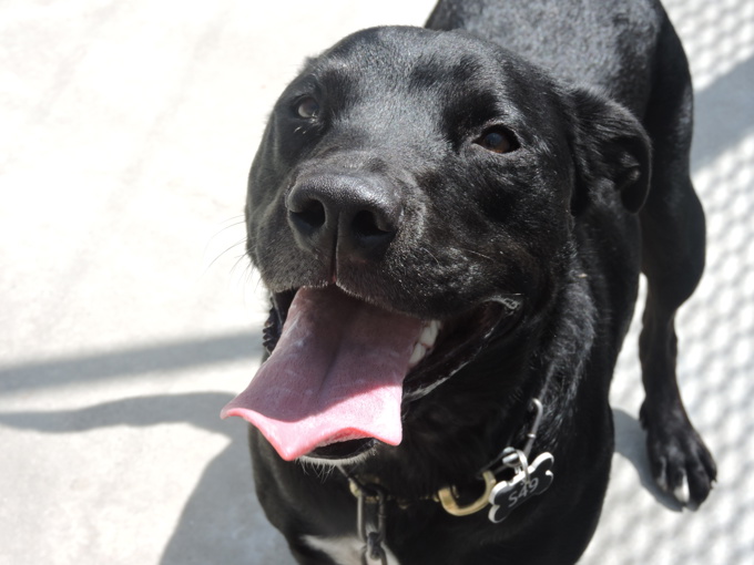 Desexing clinic in Mt Albert