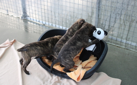 Seabiscuit tile image