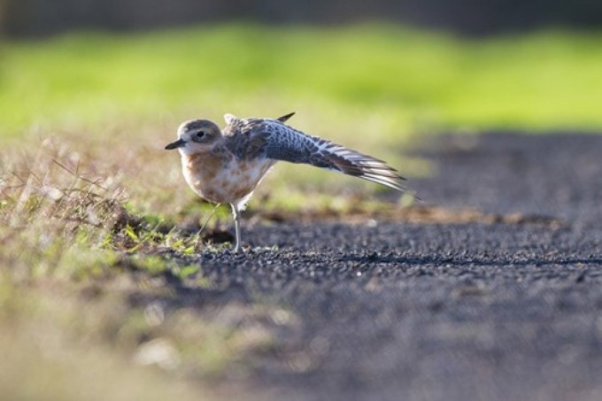 Dotterel Image 5