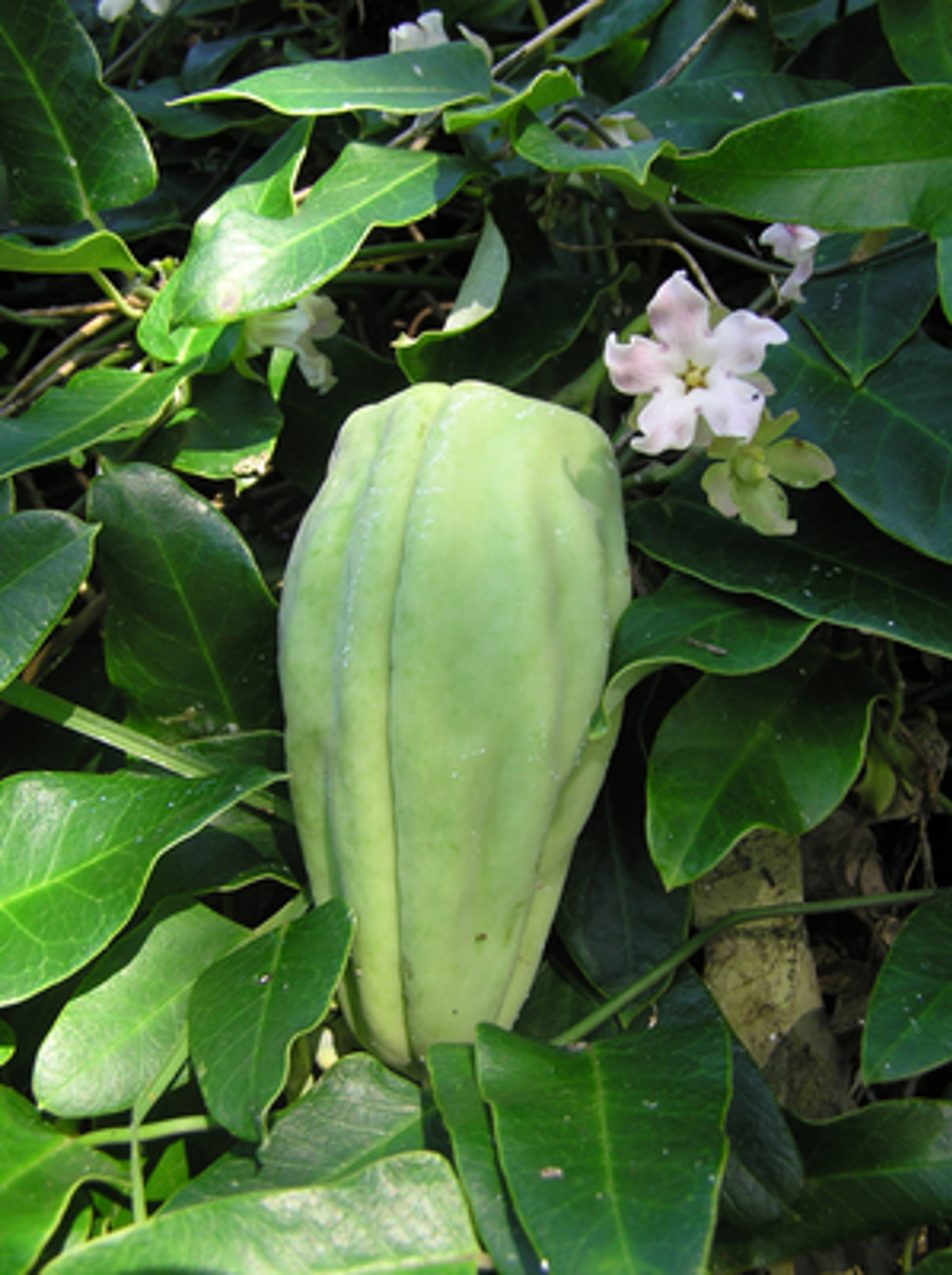 moth plant.jpg