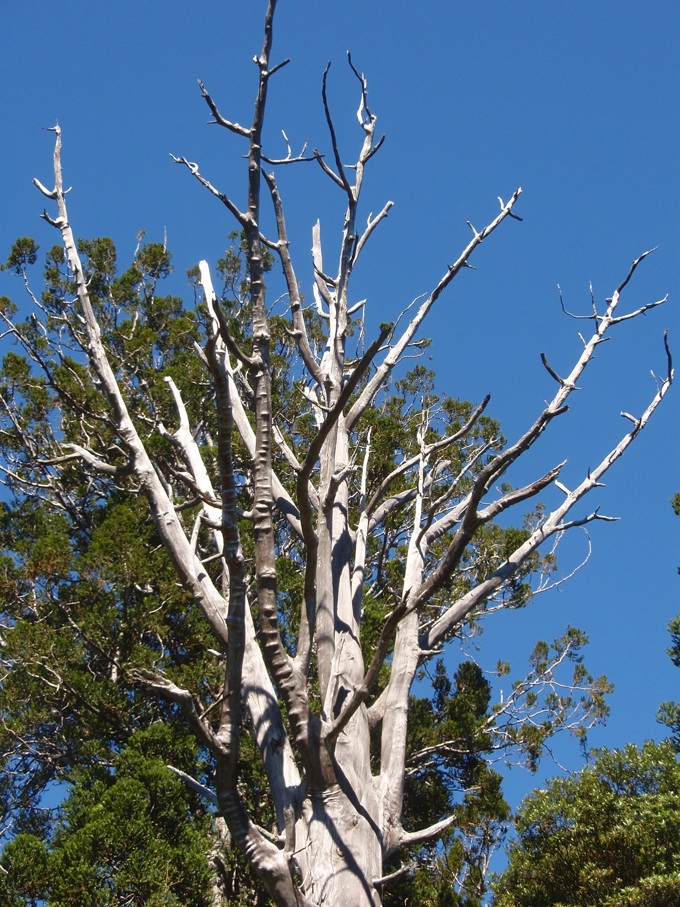 Waitakere Ranges Local Board approves closures of local tracks