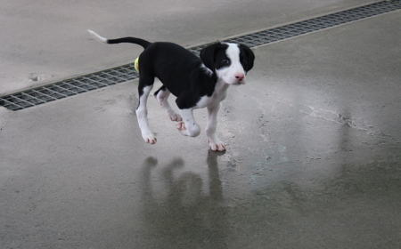 Juniper (ADOPTED) tile image