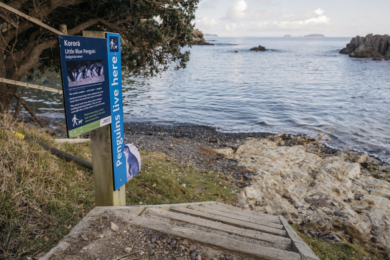 Stairs leading down to a rocky shoreline alongside a sign about Kororā (Little Blue Penguin).