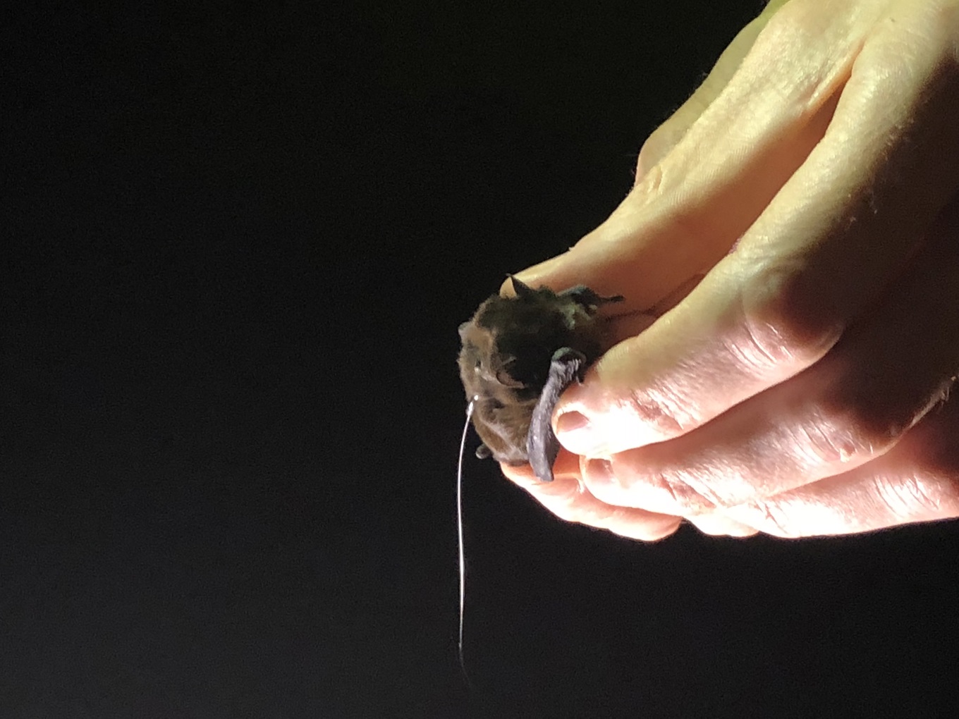 Bat tagging