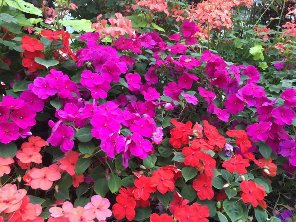 Impatiens