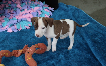 Salsa (ON HOLD) tile image