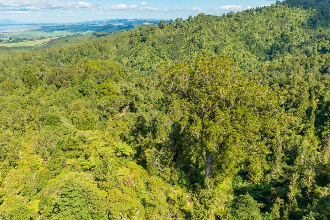 Aerial view of kauri in Hūnua Ranges