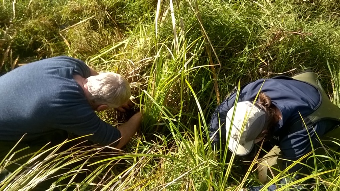 Giant Kokopu spawning 2